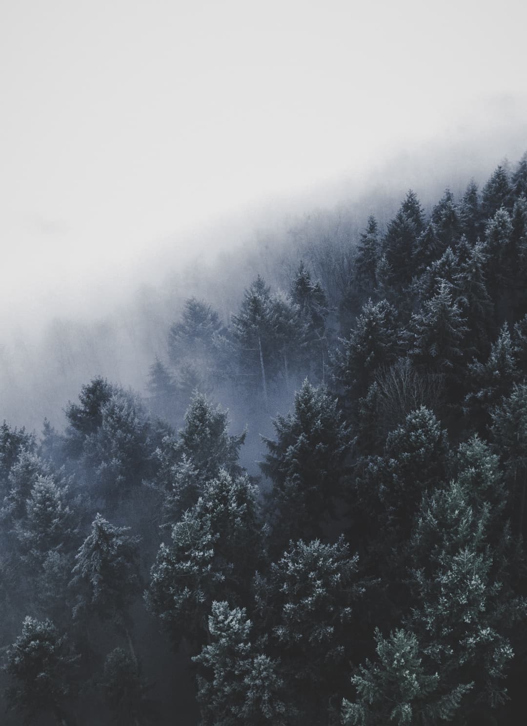 Misty forest